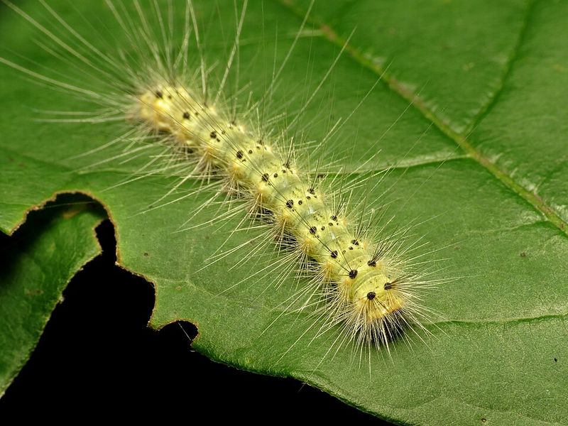 The Fuzzy Native Behind The Webs