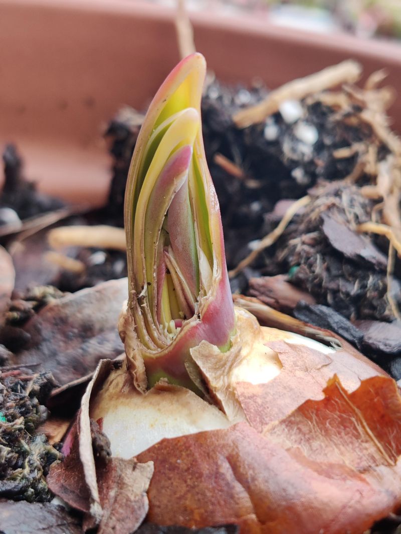 The Garden Bulb Blunder Many Homeowners Make