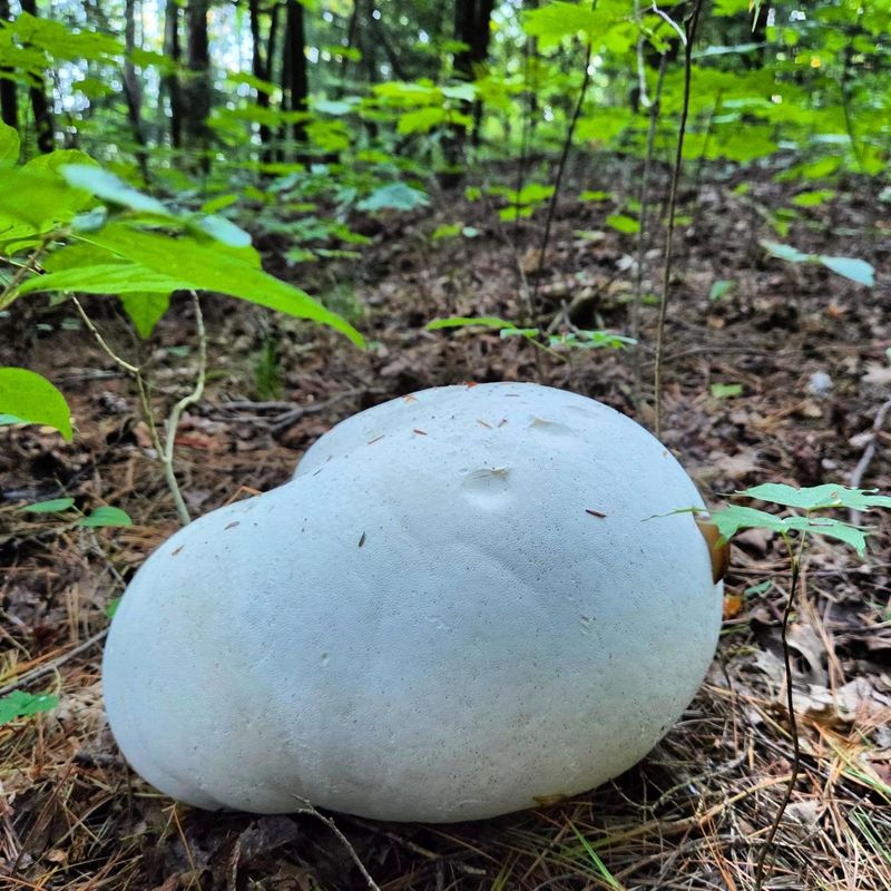 The Giant Puffball Behind The Mystery The Giant Puffball Behind The Mystery