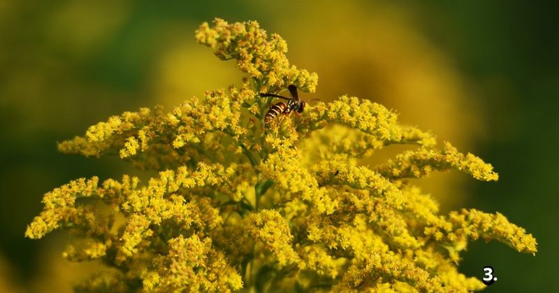 The Golden Blooms Getting Blamed For Illinois Sneezing Season