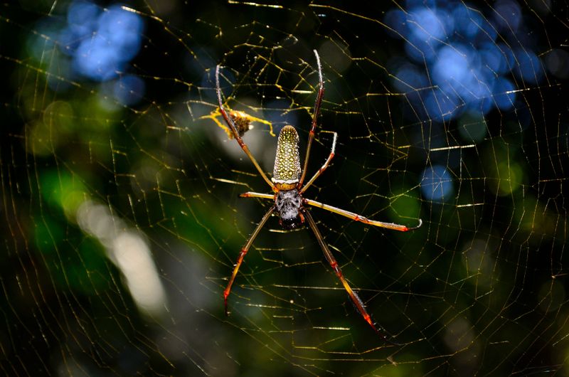 The Golden Weaver Behind the Silver Curtain The Golden Weaver Behind the Silver Curtain