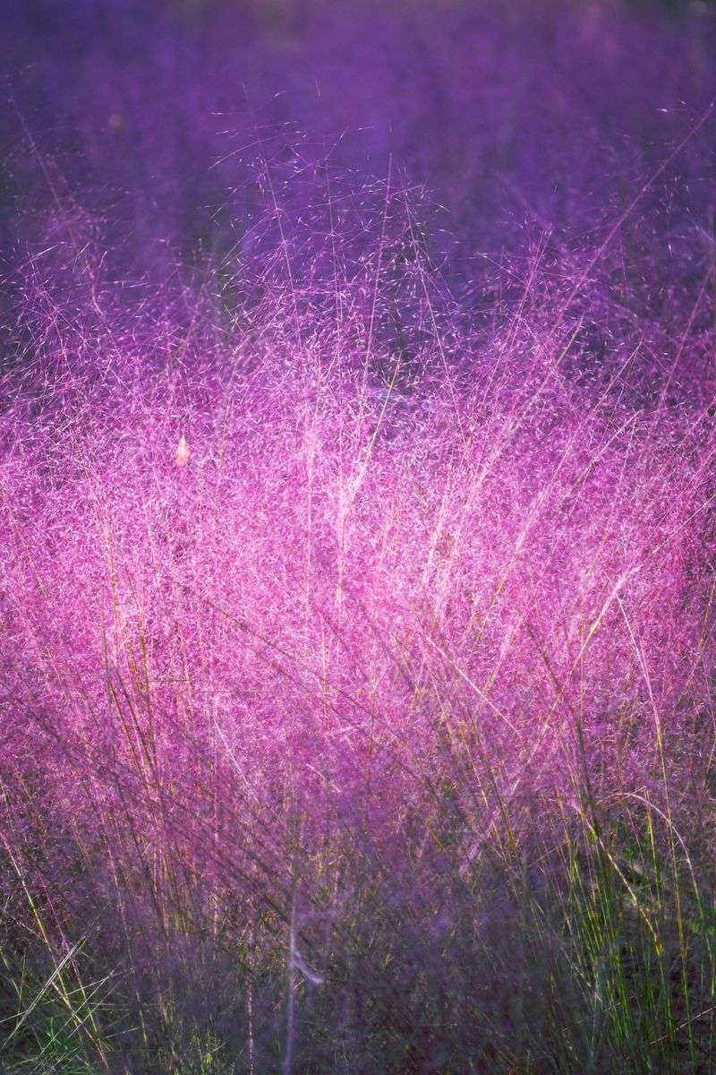 The Grass Behind Alabama's Rosy Haze