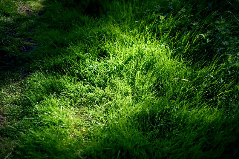 The Grass Pulls Up Like A Loose Carpet
