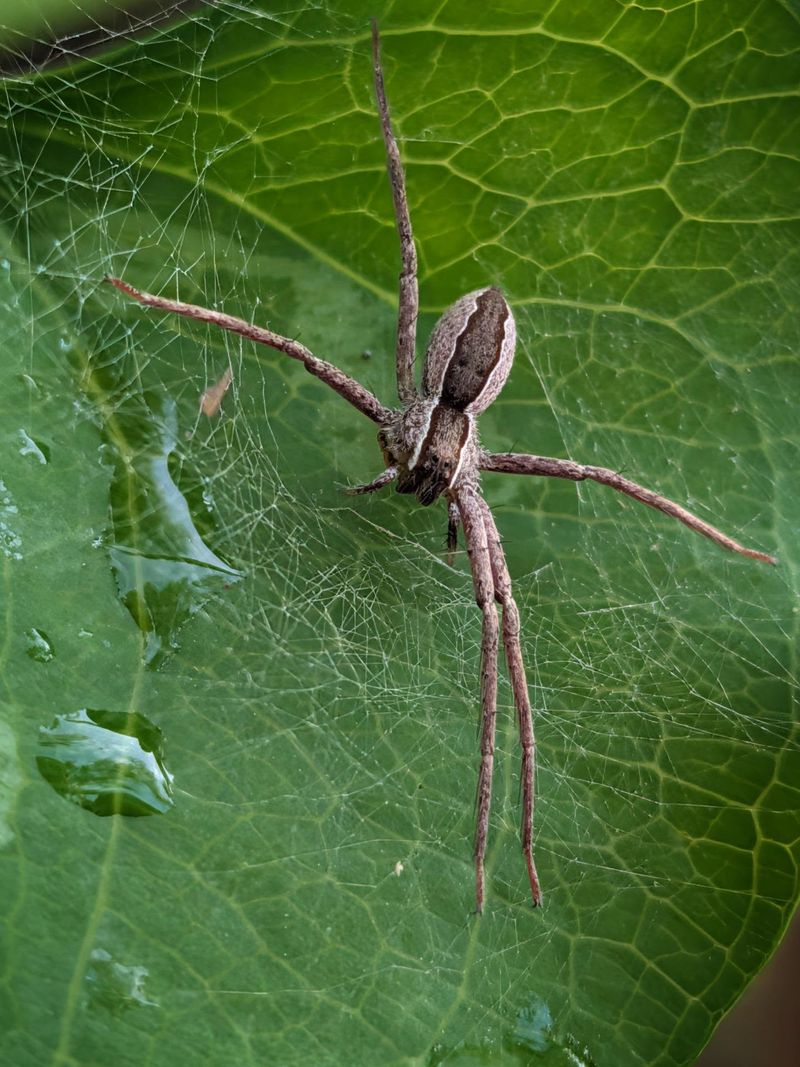 The Grass Spider Behind Kentucky's Overnight Silk Sheets