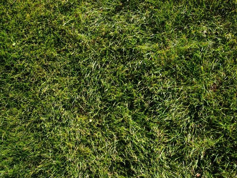 The Grass Variety Simply Does Not Suit Your Yard