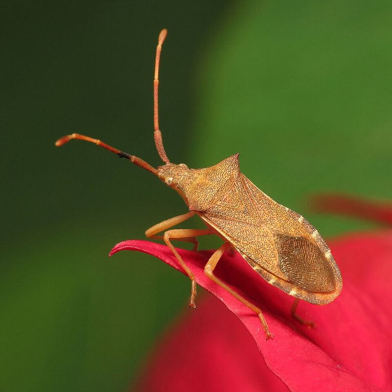 The Gray-Brown Culprit Hiding Under Your Leaves