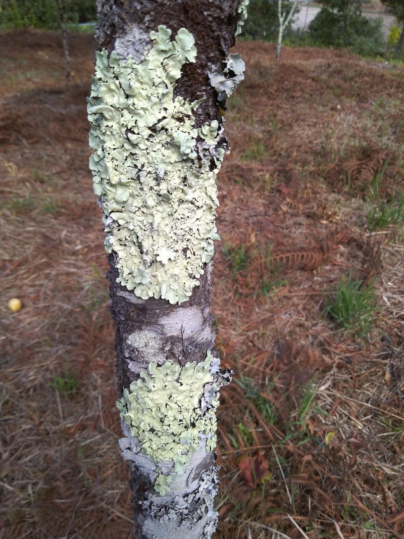 The Gray-Green Crust That Wakes With Autumn Moisture The Gray-Green Crust That Wakes With Autumn Moisture