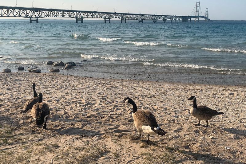 The Great Lakes Are Important Stopover Habitat
