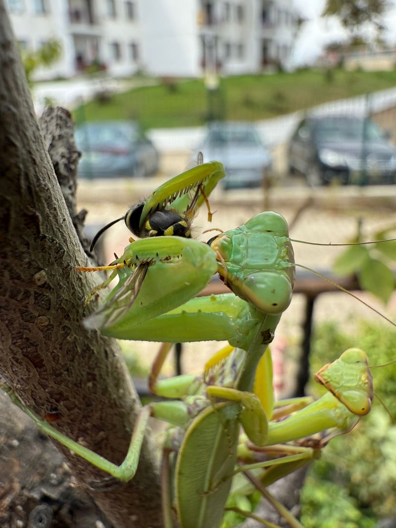 The Green Insect Turning Up At Feeders The Green Insect Turning Up At Feeders