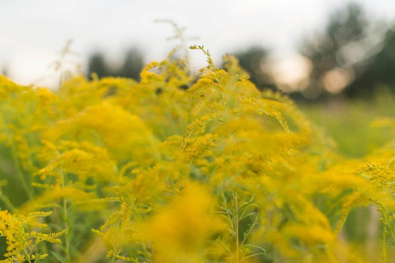 The Green Weed Behind The Sneezes The Green Weed Behind The Sneezes