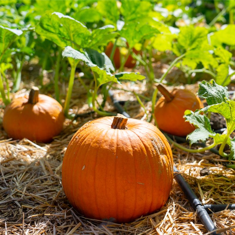 The Ground Beneath The Pumpkin Stays Dry