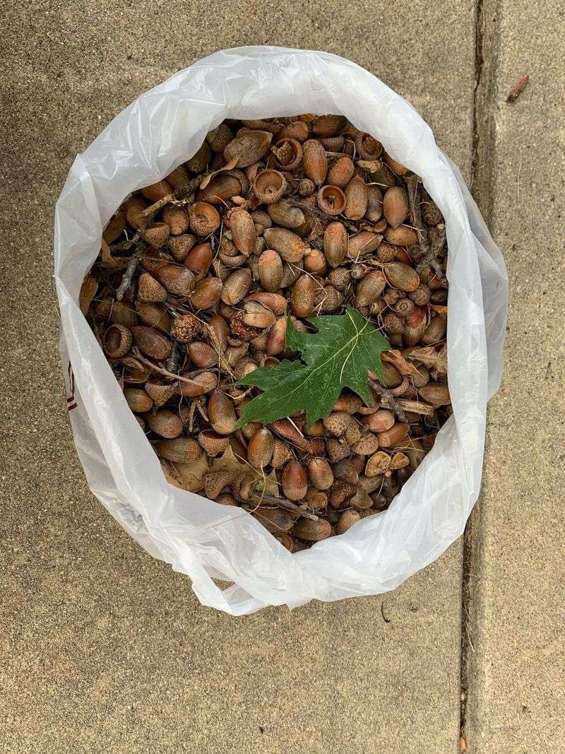 The Ground Can Tell You Something About Your Oak