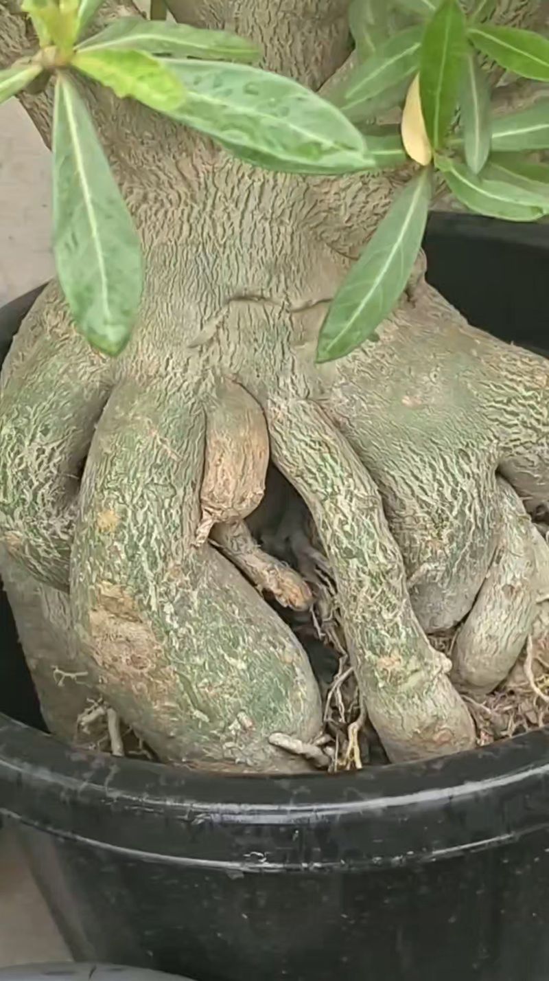 The Habit That Turns Fat Roots Soft In Late Summer