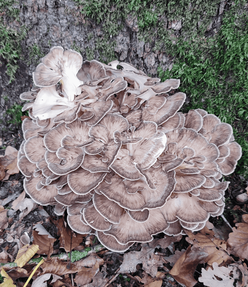 The Handoff From Chicken Of The Woods To Hen Of The Woods The Handoff From Chicken Of The Woods To Hen Of The Woods