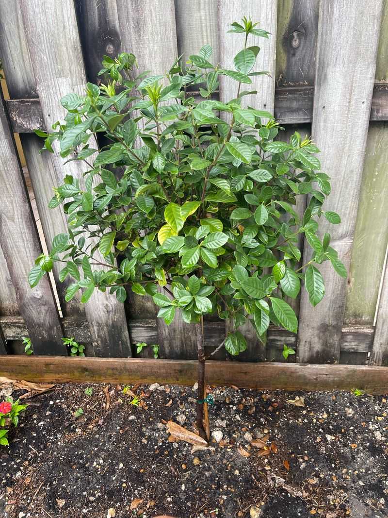 The Hard Shear Mistake That Erases Blooms