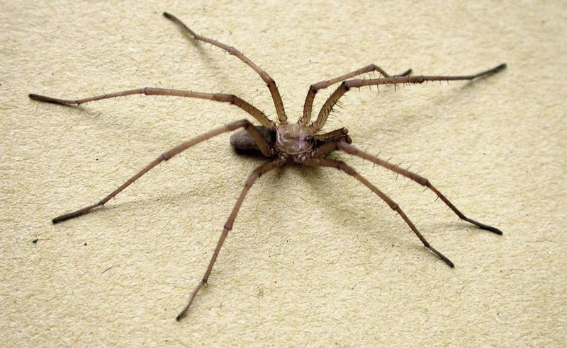The Harmless-Looking Pest Hunter The Harmless-Looking Pest Hunter
