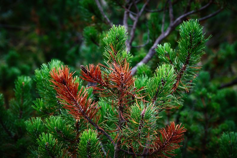 The Hasty Pruning And Fertilizer Mistake