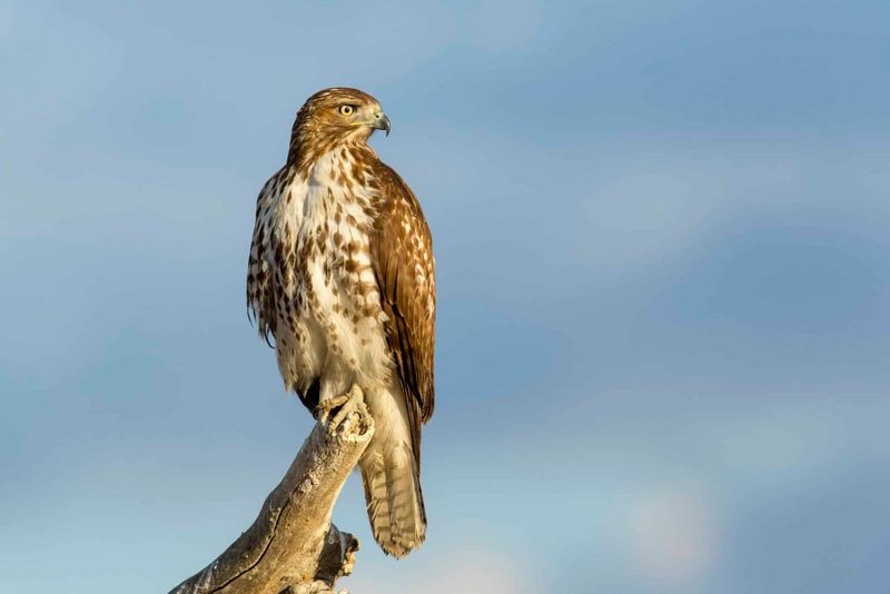 The Hawk Is Hunting Nearby The Hawk Is Hunting Nearby