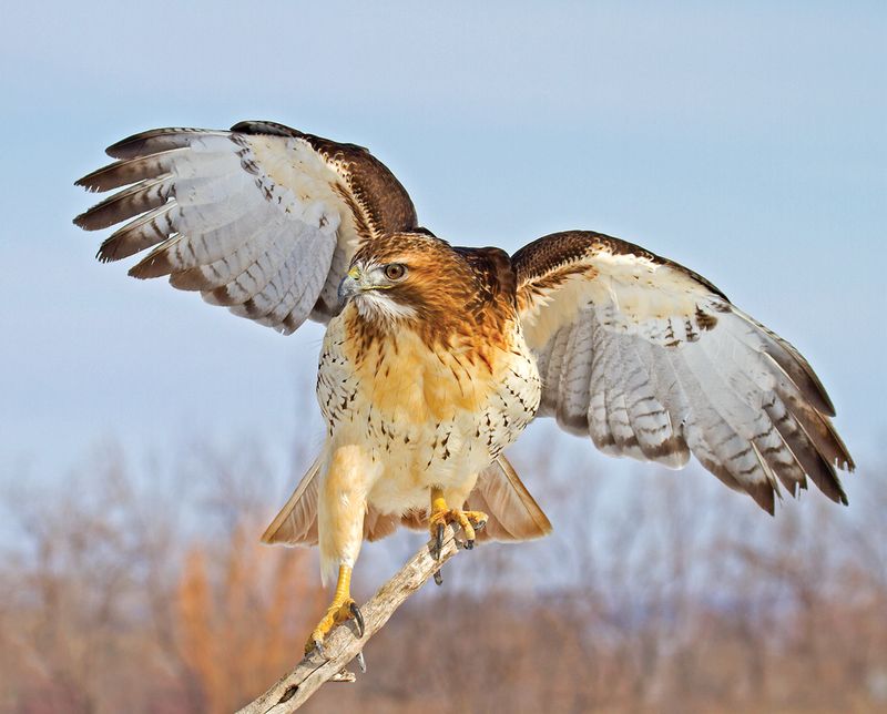The Hawk May Be Passing Through Its Normal Territory The Hawk May Be Passing Through Its Normal Territory