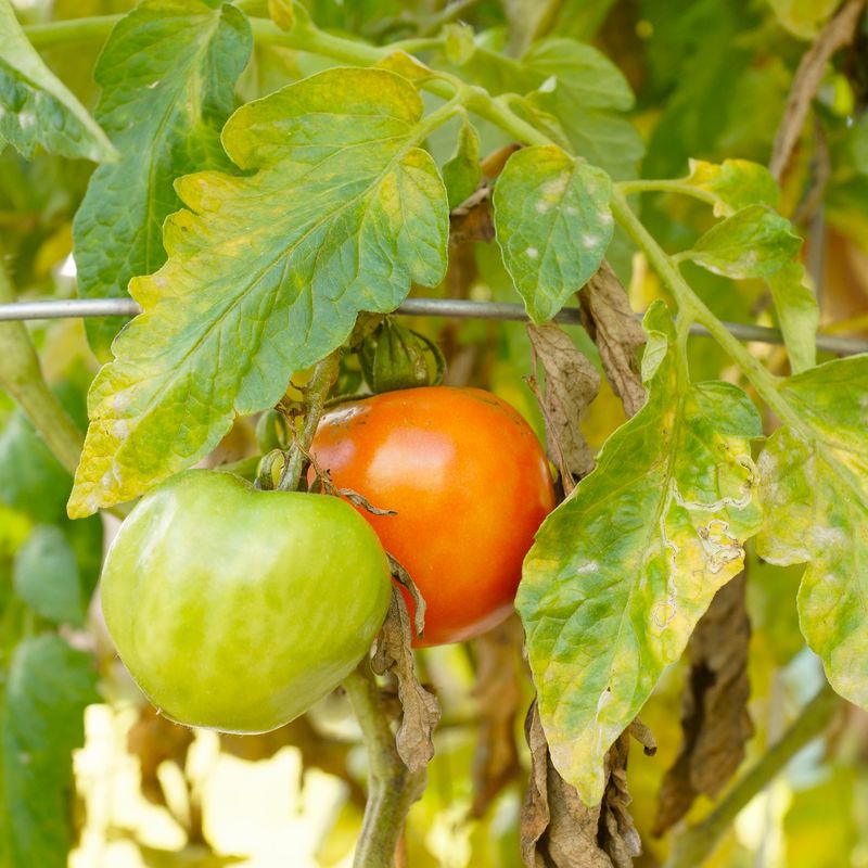 The Heat Is Holding Your Tomatoes Back