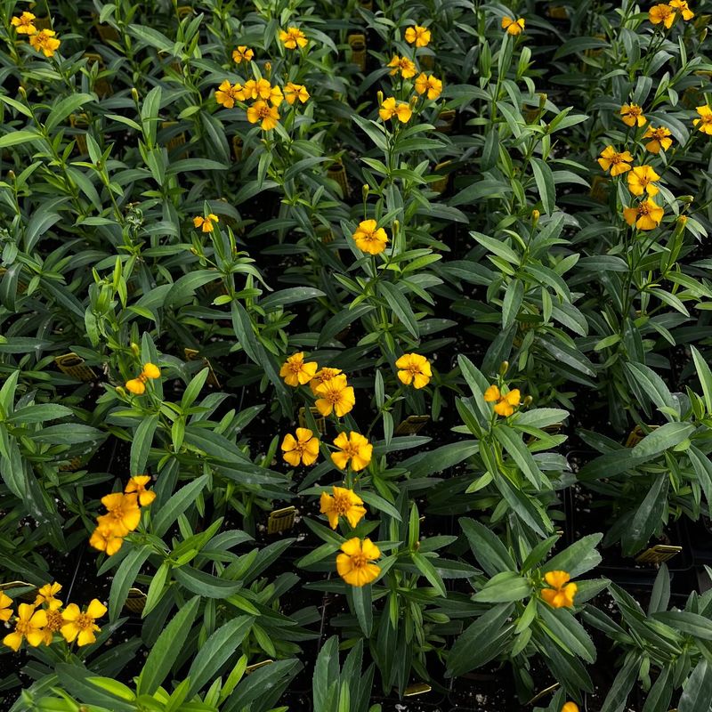 The Heat-Loving Herb Floridians Reach For Instead Of French Tarragon