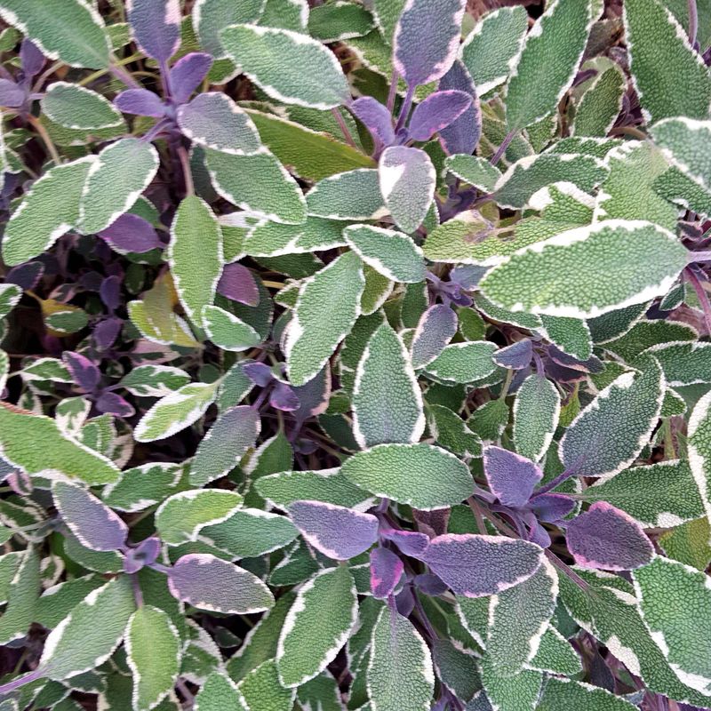 The Herb Hiding In Plain Sight The Herb Hiding In Plain Sight