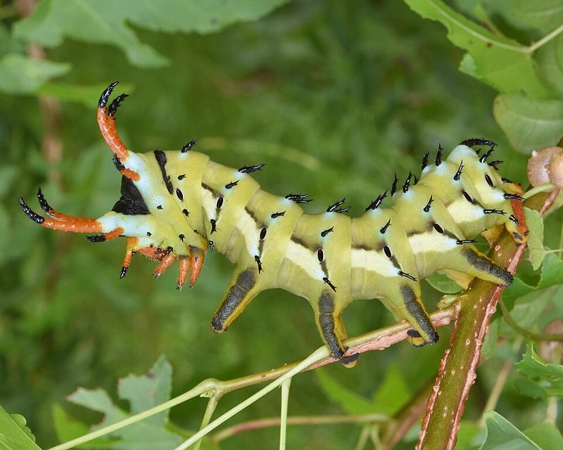 The Hickory Horned Devil Behind All The Porch Drama