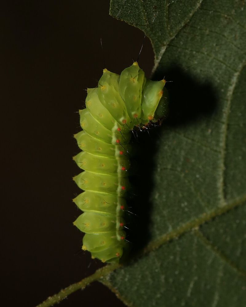The Hidden Cocoon Tucked Into The Leaf Litter