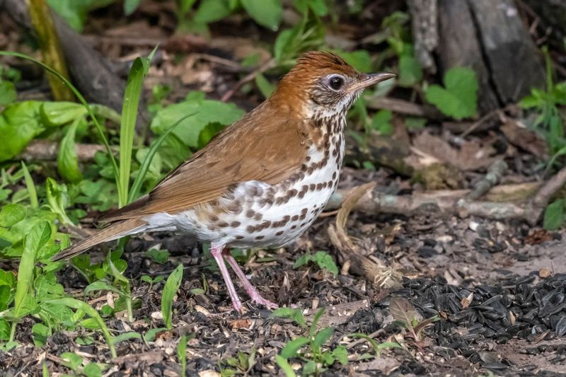 The Hidden Hunt Happening Beneath Your Mulch