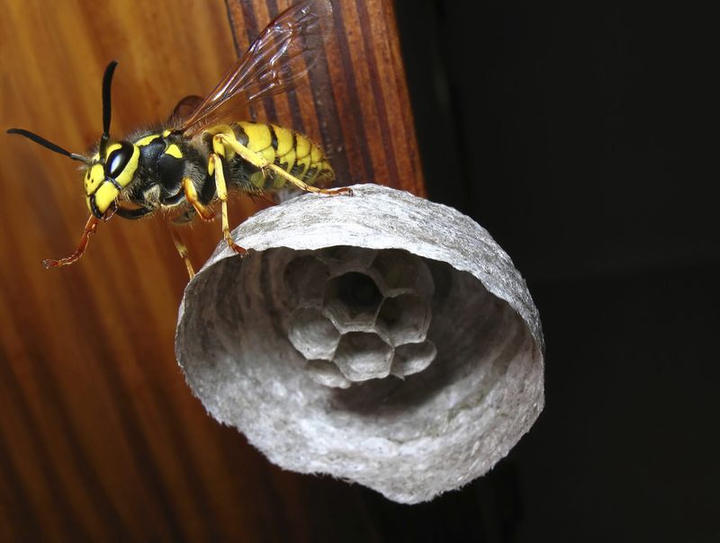 The Hidden Nests That Create Big Problems