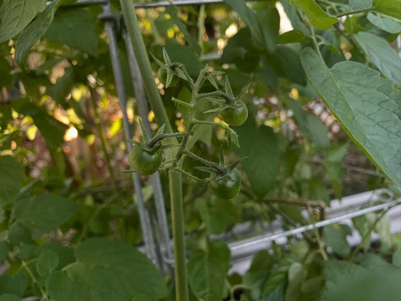 The Hidden Second Flush On Tired Vines