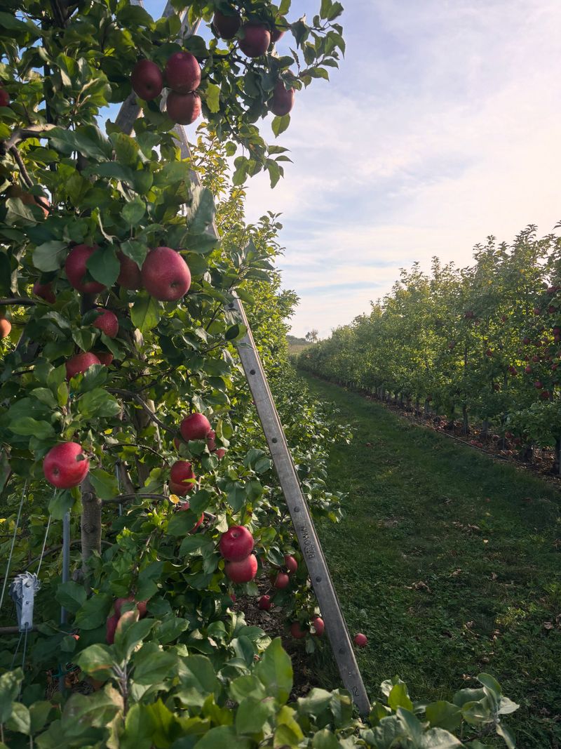 The Hidden Sequence Behind Each Orchard Row