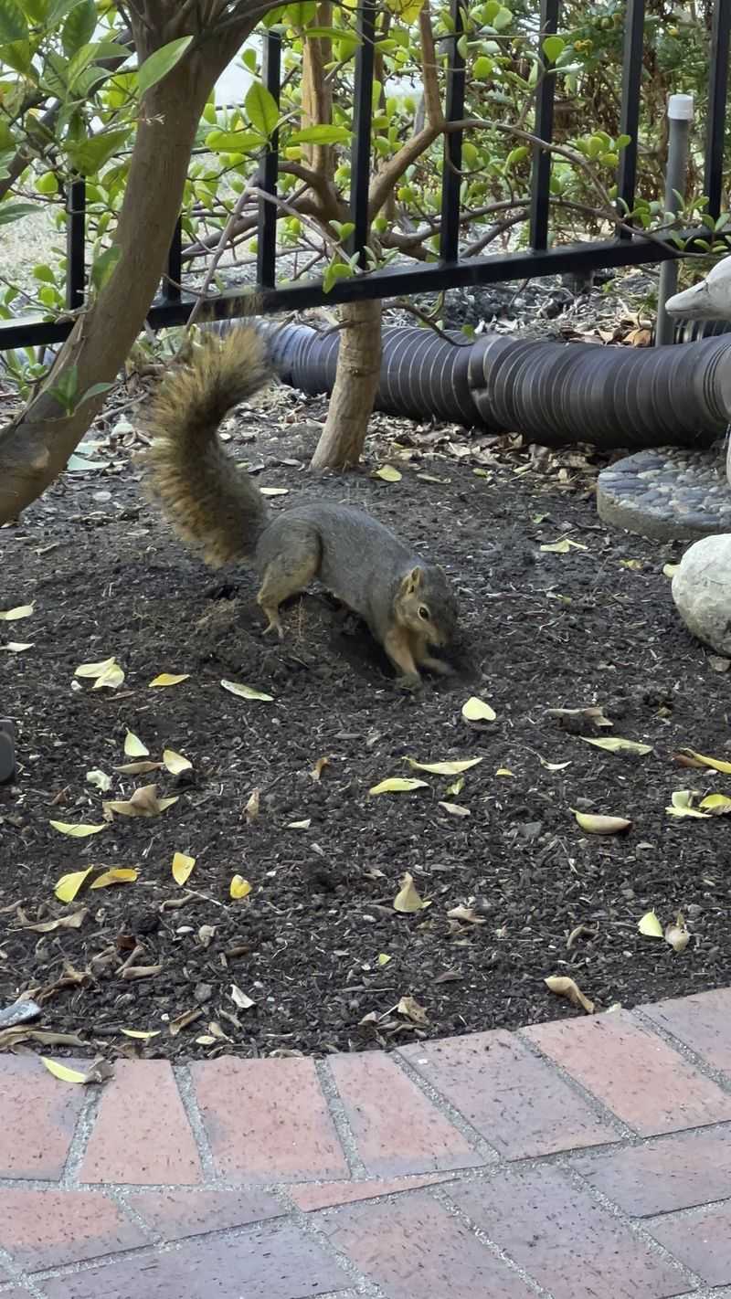 The Hidden Yard Feature Rodents Look For Before Winter