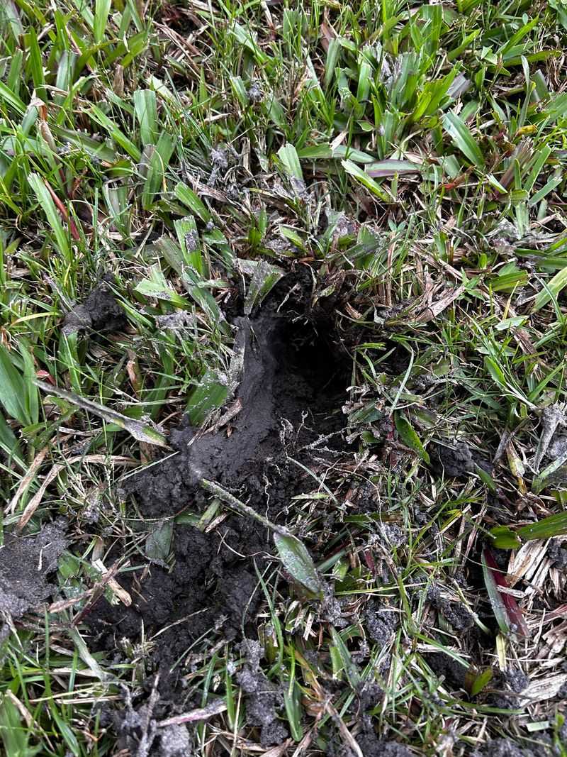 The Hole Shape Gives It Away