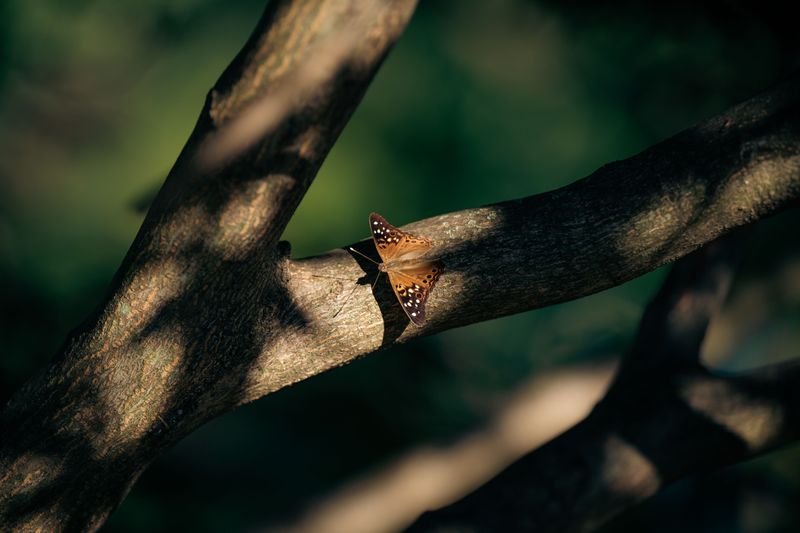 The Host Tree Connection Behind Iowa's Butterfly Population Rise The Host Tree Connection Behind Iowa's Butterfly Population Rise