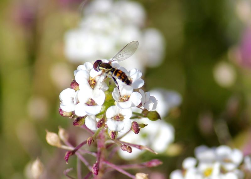 The Hoverfly Connection The Hoverfly Connection