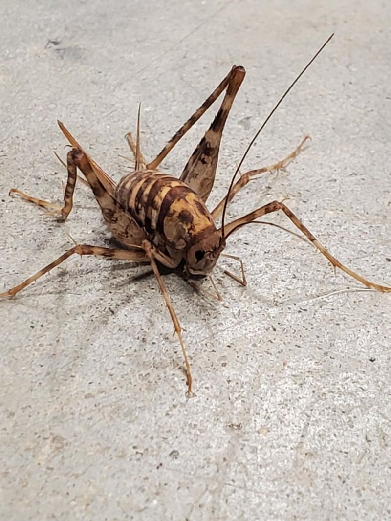 The Humpbacked Cricket Behind Those Midnight Hops