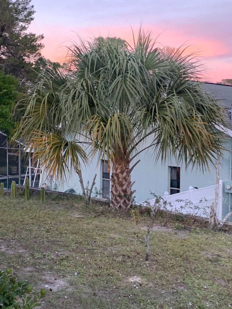 The Hurricane Cut Is Not Your Palm's Friend