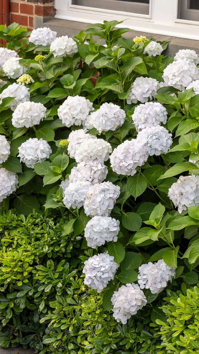 The Hydrangea Variety Matters The Hydrangea Variety Matters