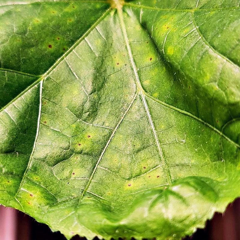 The Insect Behind The Speck With Two Spots