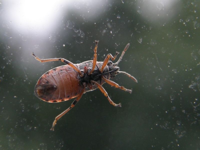 The Insect Behind The Windowsill Mystery The Insect Behind The Windowsill Mystery
