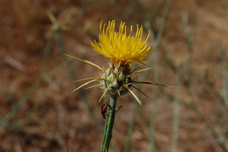 The Invasive Flower To Watch