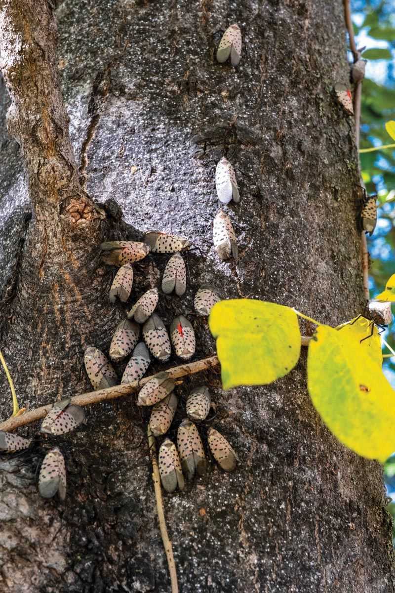 The Invasive Pest Hiding Behind The Egg Masses The Invasive Pest Hiding Behind The Egg Masses