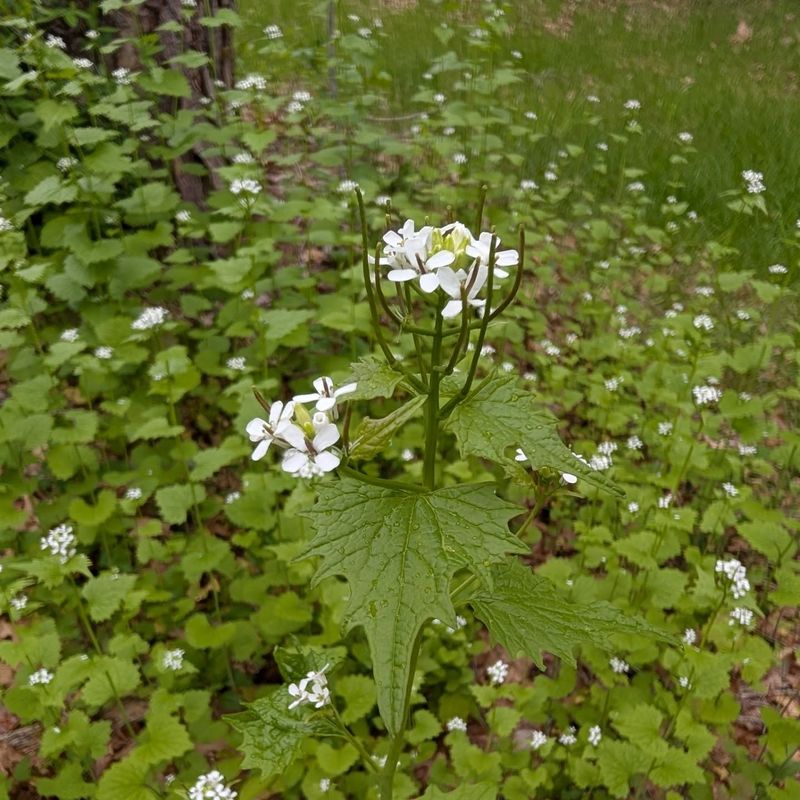 The Invasive Plant Taking Over Native Habitats