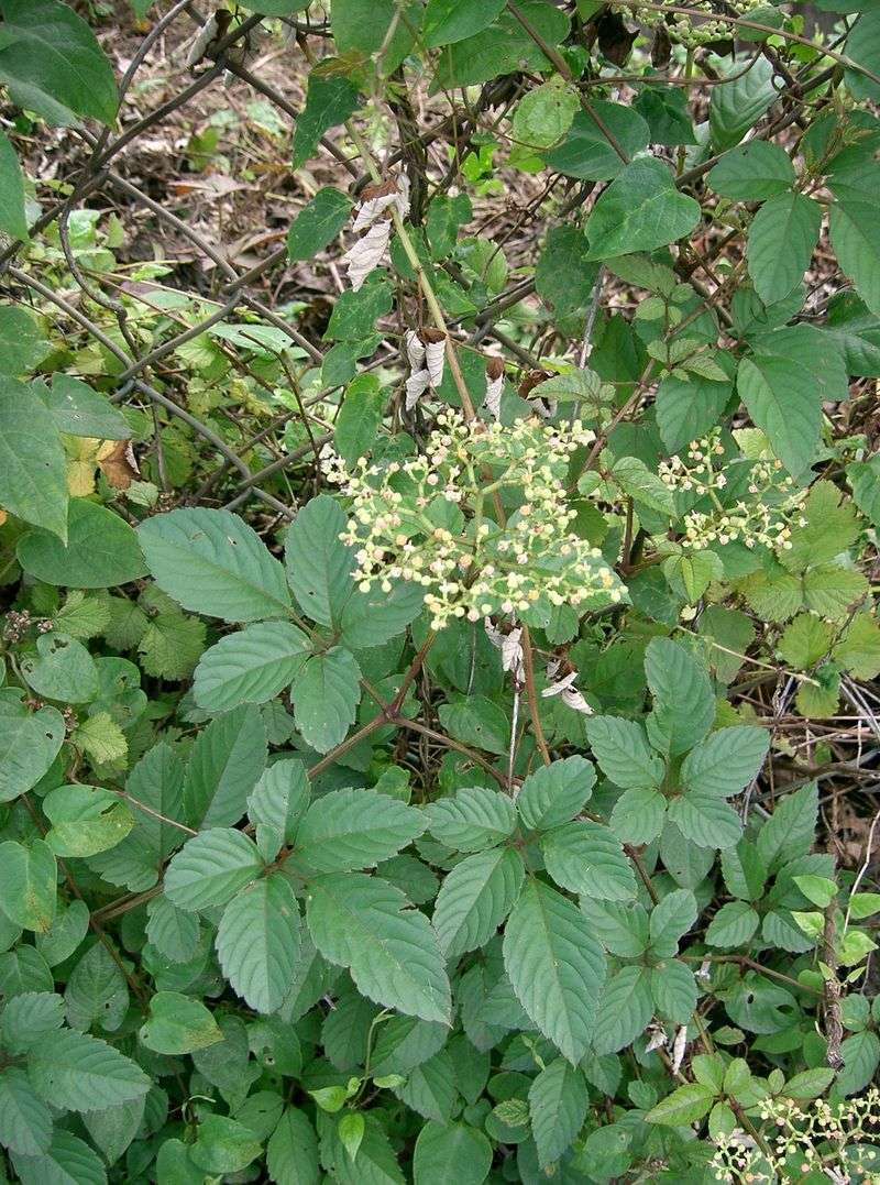 The Invasive Vine Taking Over Texas Fences The Invasive Vine Taking Over Texas Fences