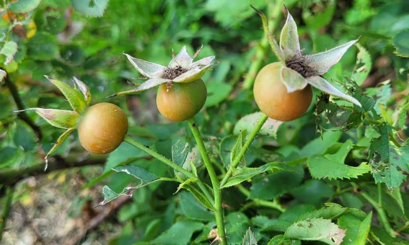 The Itchy Seed Problem Hiding Inside Rose Hips The Itchy Seed Problem Hiding Inside Rose Hips