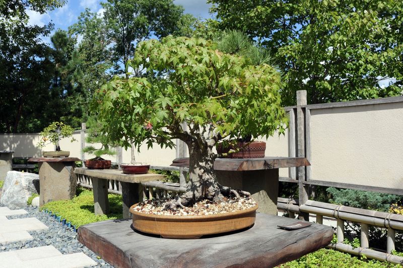 The Japanese Garden Covers More Than 8 Acres The Japanese Garden Covers More Than 8 Acres