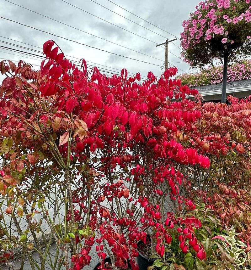 The Landscaping Mistake Still Sitting In Front Yards