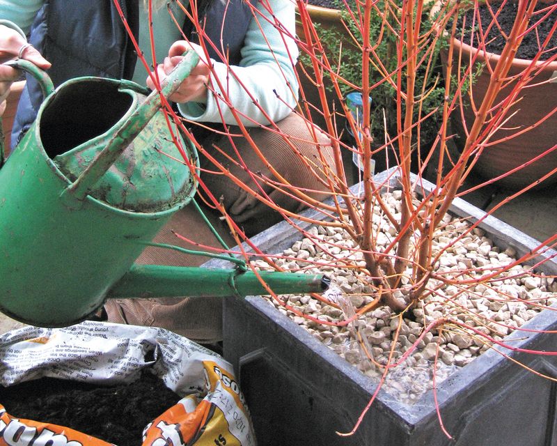 The Last Deep Watering Of The Season