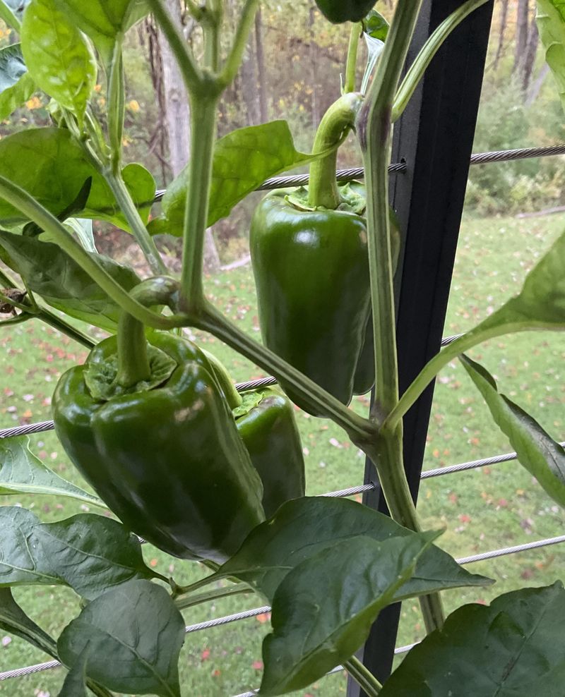 The Late Season Slowdown Behind Your Shrinking Pepper Harvest